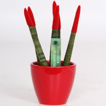 Sansevieria Velvet Touchz Bright Red