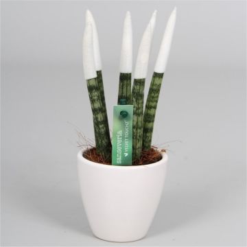 Large Sansevieria Velvet Touchz White