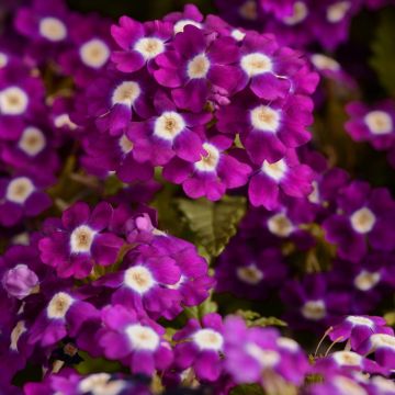 Verbena hybrida Quartz XP - Violet Eye