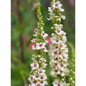 Verbascum chaixii Album