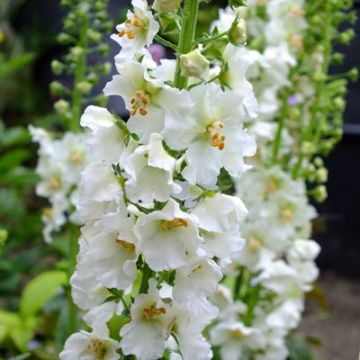 Verbascum phoeniceum "White Bride"