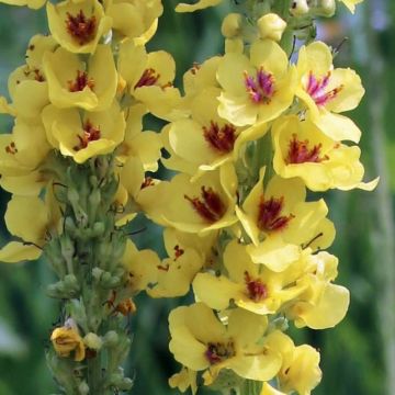 Verbascum nigrum Dark Eyes