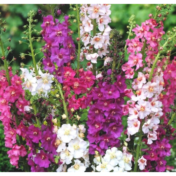 Verbascum Phoencinium Hybrids