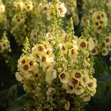 Verbascum nigrum Dark Eyes