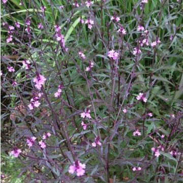 Verbena officinalis var. grandiflora 'Bampton'