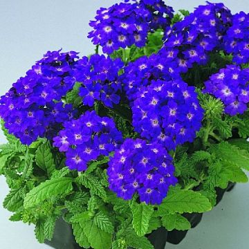 Verbena hybrida Quartz XP - Blue Verbena hybrida Quartz XP - Blue