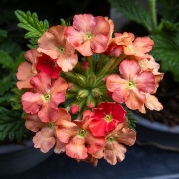 Verbena 'Peach' - Trailing Basket & Patio Plant