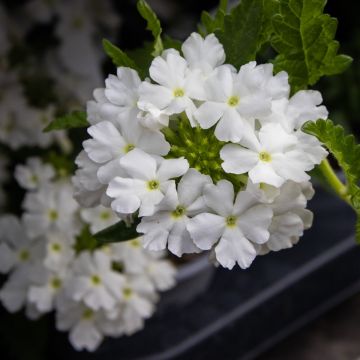 Verbena White' - Trailing Basket & Patio Plant