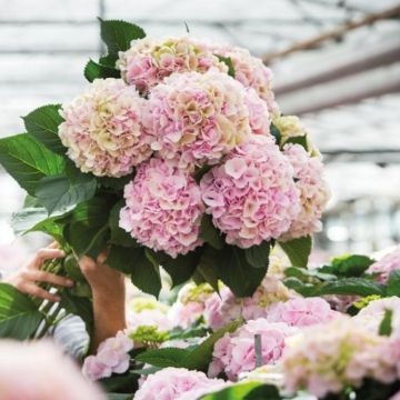 GIANT PINK MOPHEAD Hydrangea macrophylla Verana - Large Flowered Mophead Hydrangea - XXXL Plants