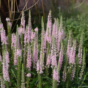 Veronica Moody Pink