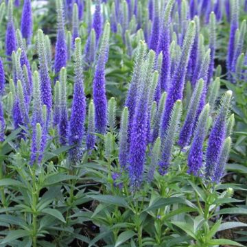 Veronica Ulster Blue Dwarf - Large Plant