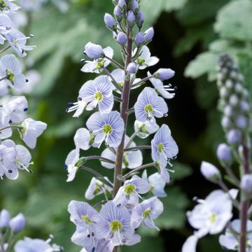 Veronica gentianoides - Speedwell