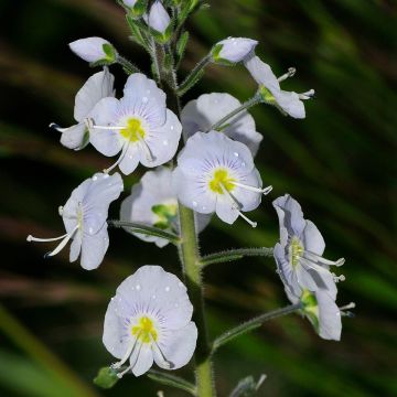 Veronica gentianoides - Speedwell