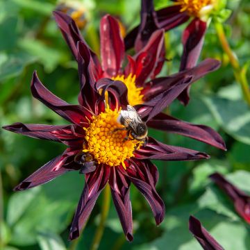 Dahlia Veronne's Obsidian - Pack of THREE