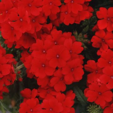 Verbena hybrida Quartz XP - Scarlet