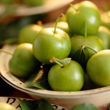 Plum - Prunus Reine Claude Verte - Greengage