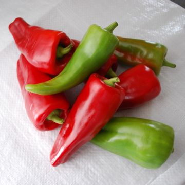 Sweet Pepper 'Cubanelle'