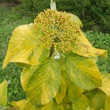 Viburnum lantana 'Variegatum'