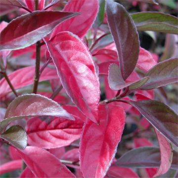 Viburnum 'Le Bois Marquis'®