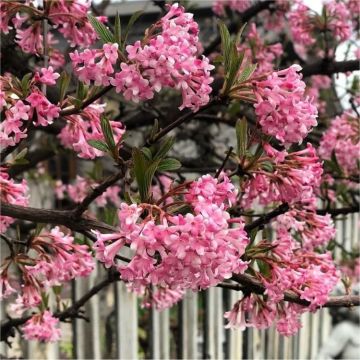 Viburnum bodnantense Dawn