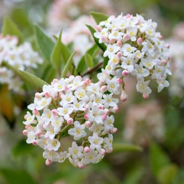 Viburnum x burkwoodii - Scented Burkwood Viburnum