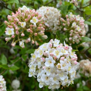 Viburnum x burkwoodii - Scented Burkwood Viburnum - LARGE SPECIMEN