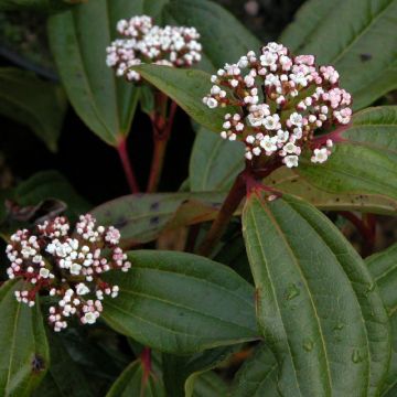 Viburnum cinnamomifolium