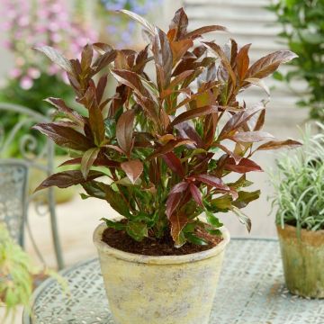 Viburnum odoratissimum Coppertop