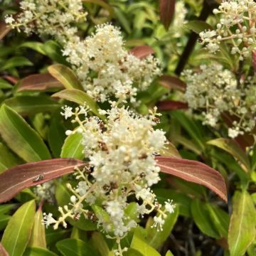 Viburnum henryi