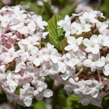 Viburnum x juddii