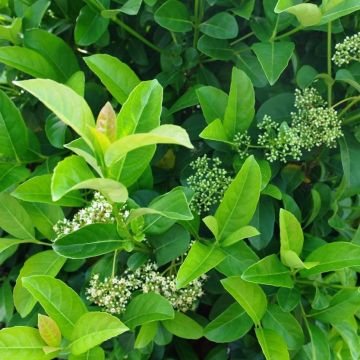 Viburnum Lucidum - Evergreen Odoratissimum Sweet Viburnum - Large Plant