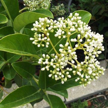 SPECIAL DEAL - Viburnum odoratissimum awabuki - LARGE