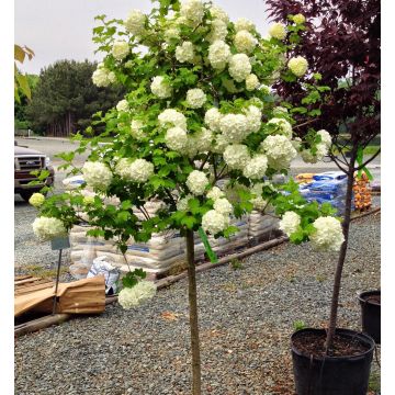 Fragrant SNOW BALL TREE - Patio Standard Viburnum opulus roseum - Snowball Tree