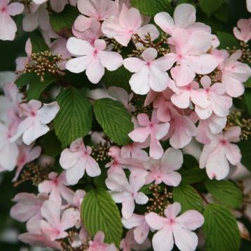 Viburnum plicatum Pink Beauty