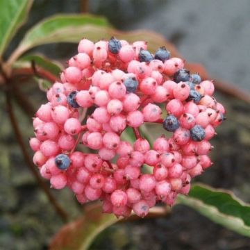 Viburnum nudum Pink Beauty - LARGE SPECIMEN