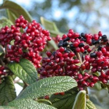 Viburnum rhytidophyllum 'Holland' - Wrinkled Viburnum