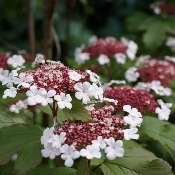 Viburnum Sargentii Onondaga - Large Specimen