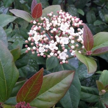 Viburnum tinus 'Purpureum'