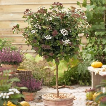 Viburnum tinus Eve Price - Standard Tree circa 100-120cms tall