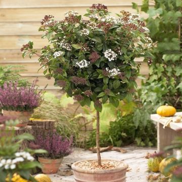 WINTER SALE - Viburnum tinus Spirit - Standard Tree circa 80-100cms tall in Bud & Bloom