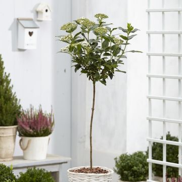 Viburnum tinus Spirit - Standard Tree circa 80-100cms tall