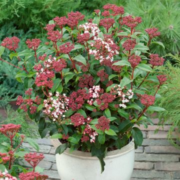 Evergreen Viburnum tinus - Laurustinus Hedging - Pack of TEN