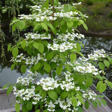 Viburnum plicatum Kilimanjaro Sunrise - circa 150-180cm tall - Large Plant