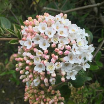 Viburnum x burkwoodii Park Farm Hybrid