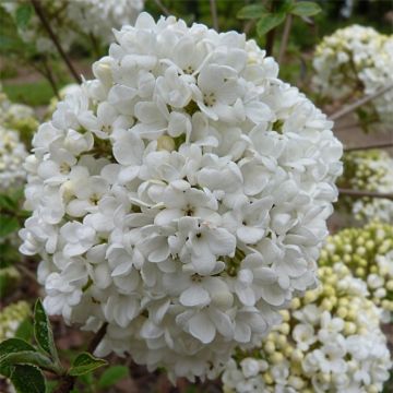 Viburnum carlcephalum - Large