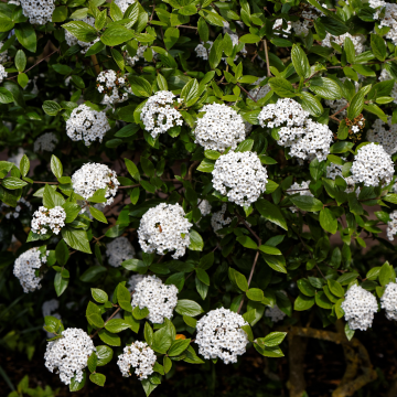 Viburnum × burkwoodii 'Anne Russell' - Arrowwood Shrub