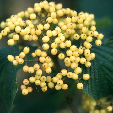 Viburnum dilatatum Michael Dodge