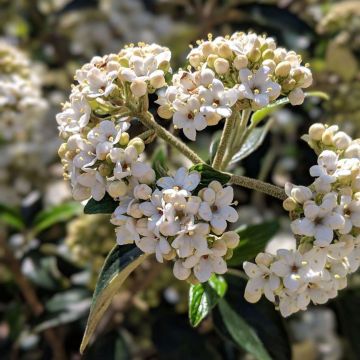 Viburnum odoratissimum awabuki