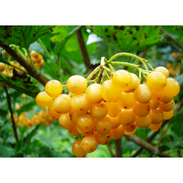 Viburnum Xanthocarpum