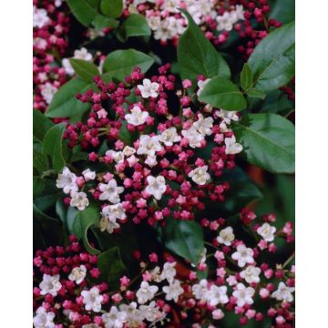 Viburnum tinus Eve Price - LARGE